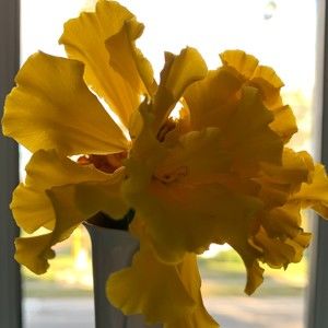 Meet your Posher, Di